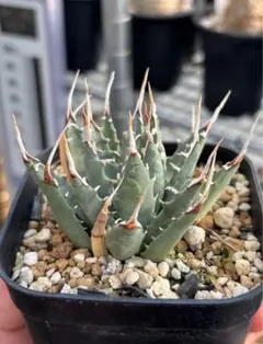 2026年最新】エボリスピナ子株の人気アイテム - メルカリ