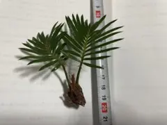 2026年最新】ソテツ 子株の人気アイテム - メルカリ