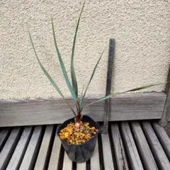 2026年最新】ユッカ リギダの人気アイテム - メルカリ