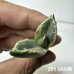 2026年最新】アガベ sad 錦の人気アイテム - メルカリ