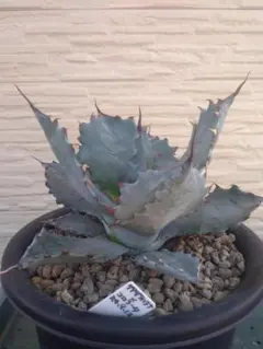 2026年最新】アガベ コロラータ ハイブリッドの人気アイテム - メルカリ