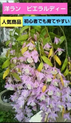 2026年最新】ピエラルディーの人気アイテム - メルカリ