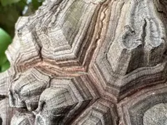 2026年最新】アフリカ亀甲竜の人気アイテム - メルカリ