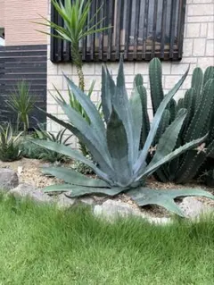 2026年最新】アガベ アメリカーナ 黄の人気アイテム - メルカリ