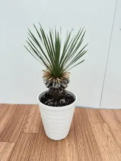 2026年最新】ロストラータ ユッカの人気アイテム - メルカリ