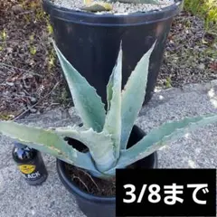 2026年最新】アガベ アメリカーナ 大株の人気アイテム - メルカリ