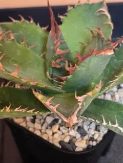 2026年最新】ジェレミー アガベの人気アイテム - メルカリ