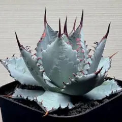 2026年最新】甲蟹 ハイブリッドの人気アイテム - メルカリ