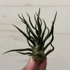 2026年最新】ブルボーサ タイニーダンサーの人気アイテム - メルカリ