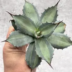 2026年最新】アガベ 吉祥天 パリーの人気アイテム - メルカリ