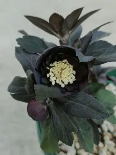 2026年最新】写楽クリスマスローズの人気アイテム - メルカリ