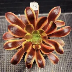 77#観葉植物アエオニウム❤️サラダボール中斑錦❤️大頭10cm 拔き苗