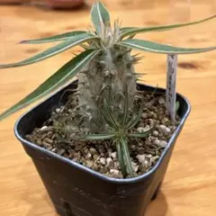 2026年最新】カクチペスの人気アイテム - メルカリ