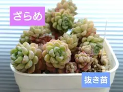 2026年最新】つぶつぶ ざらめの人気アイテム - メルカリ