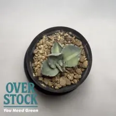 2026年最新】アガベジャックポットの人気アイテム - メルカリ