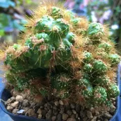 2026年最新】綴化サボテンの人気アイテム - メルカリ