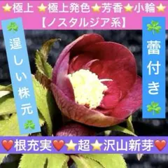 2026年最新】#曽田園芸の人気アイテム - メルカリ