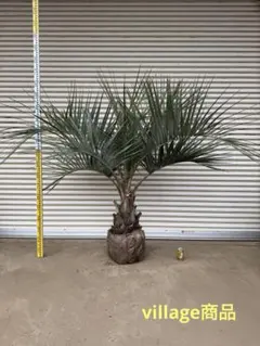 2026年最新】ココスヤシ シルバーリーフの人気アイテム - メルカリ