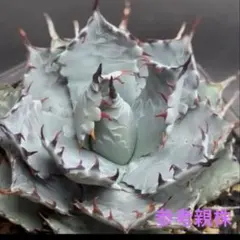 2026年最新】屈原 甲蟹の人気アイテム - メルカリ