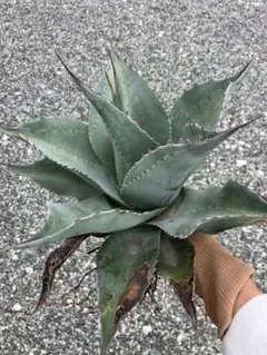 2026年最新】オルカ アガベの人気アイテム - メルカリ