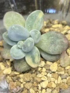 2026年最新】星美人錦の人気アイテム - メルカリ