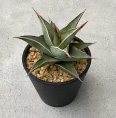 2026年最新】サンセベリア 希少の人気アイテム - メルカリ