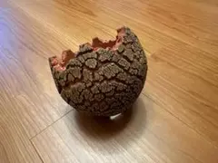 2026年最新】konectの人気アイテム - メルカリ