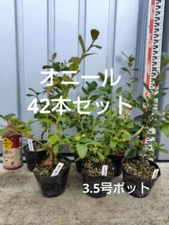 2026年最新】ブルーベリー苗 オニールの人気アイテム - メルカリ