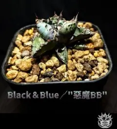 2026年最新】悪魔BB アガベの人気アイテム - メルカリ