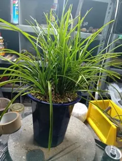 2026年最新】風蘭 大株の人気アイテム - メルカリ