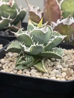 2026年最新】CJ special アガベの人気アイテム - メルカリ