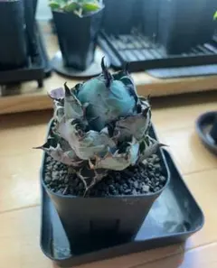 2026年最新】アガベ ブルーボールの人気アイテム - メルカリ