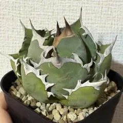 2026年最新】姫厳竜の人気アイテム - メルカリ