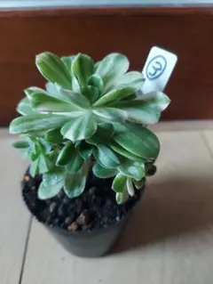 77#観葉植物アエオニウム❤️サラダボール中斑錦❤️大頭10cm 拔き苗