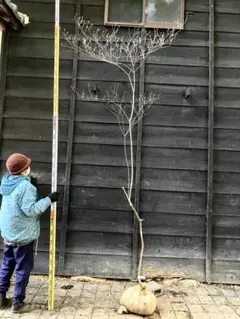 2026年最新】山採り ツツジの人気アイテム - メルカリ