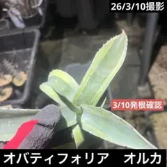 2026年最新】オバティフォリア斑入りの人気アイテム - メルカリ