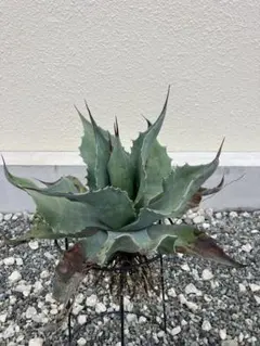 2026年最新】オバティフォリア フロスティブルーの人気アイテム - メルカリ