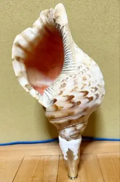 2026年最新】ホラ貝の人気アイテム - メルカリ