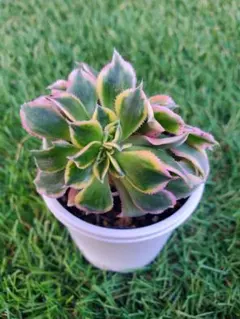 2026年最新】アエオニウム 綴化の人気アイテム - メルカリ