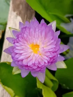 2026年最新】熱帯睡蓮の人気アイテム - メルカリ