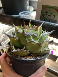 2026年最新】アガベ イラン株の人気アイテム - メルカリ