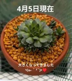 2026年最新】センペルビウムの人気アイテム - メルカリ