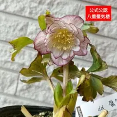 2026年最新】大木 クリスマスローズの人気アイテム - メルカリ