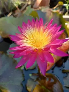 2026年最新】熱帯性睡蓮の人気アイテム - メルカリ