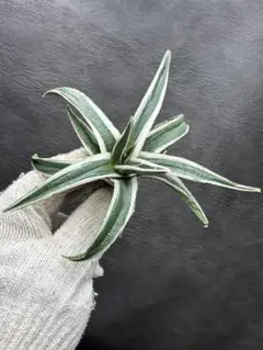 2026年最新】アガベ氷山の人気アイテム - メルカリ