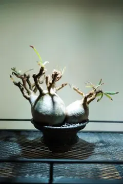 2026年最新】グラキリス 2頭の人気アイテム - メルカリ