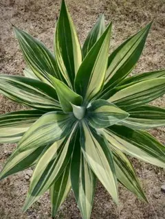 2026年最新】アテナータ 斑入りの人気アイテム - メルカリ