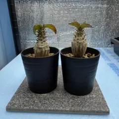 2026年最新】パキポディウムウィンゾリーの人気アイテム - メルカリ