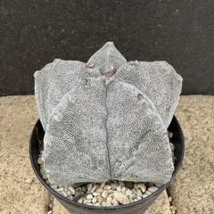 2026年最新】アストロフィツムの人気アイテム - メルカリ