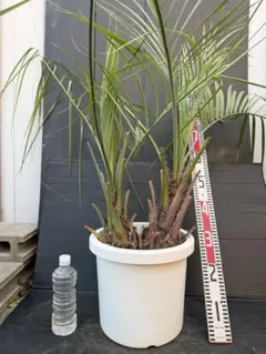 2026年最新】ココスヤシ シルバーの人気アイテム - メルカリ